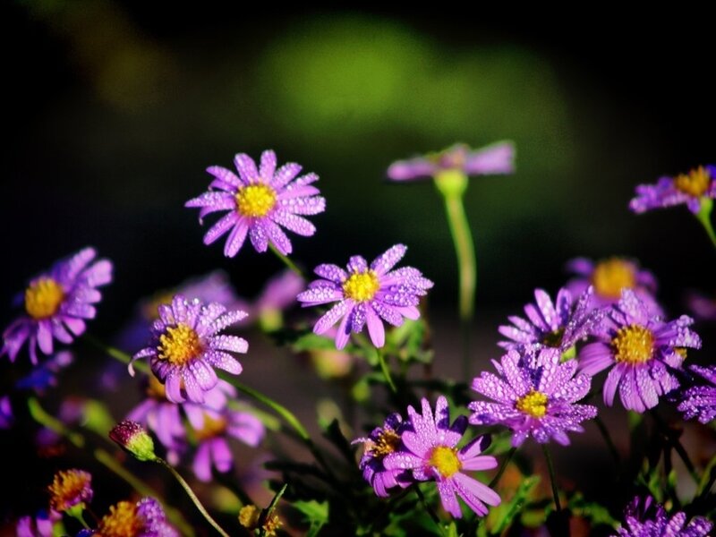 Purple Daisies with Dew — Serene
