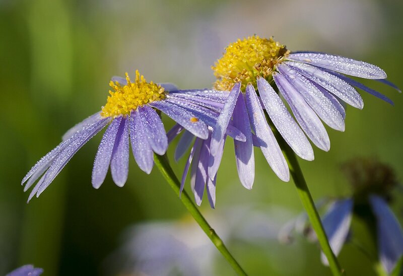 Purple Daisies with Dew