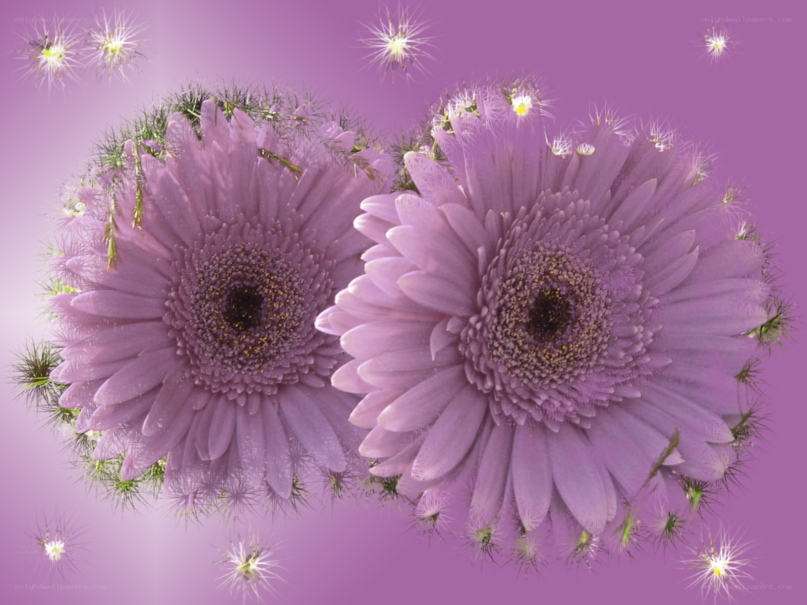 purple daisies with sparkles