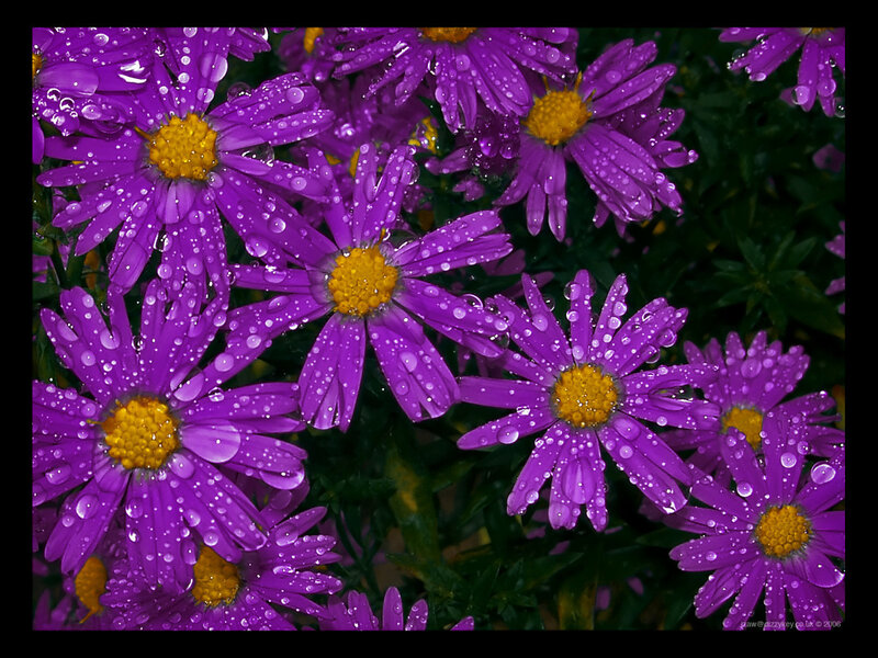 Purple daisies with water droplets