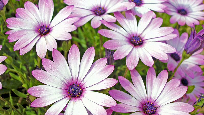Purple Daisies with Water Droplets — Calm