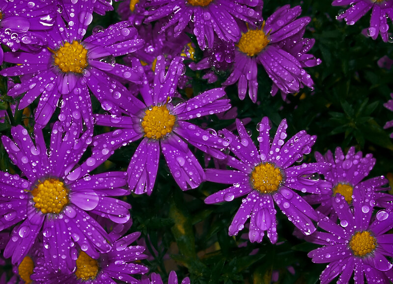 Purple Daisies with Water Droplets — Fresh