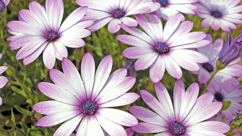 Purple Daisies with Water Droplets — Serene, Morning, Photograph