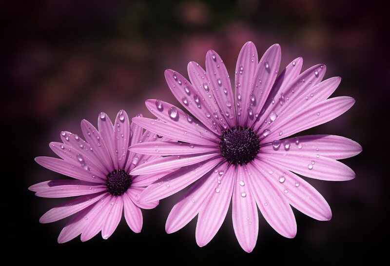 Purple Daisies with Water Droplets — Serene