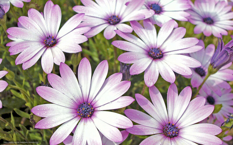 Purple daisies with water droplets