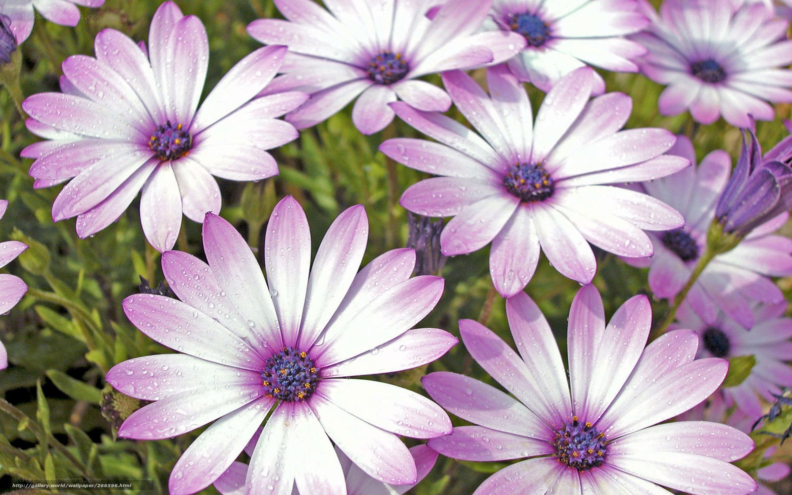 Purple daisies with water droplets
