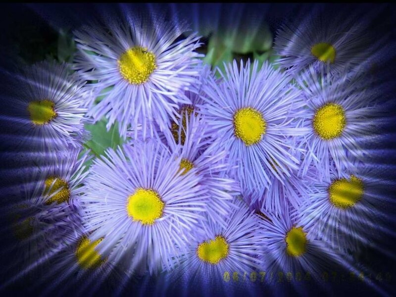 Purple daisies with yellow centers