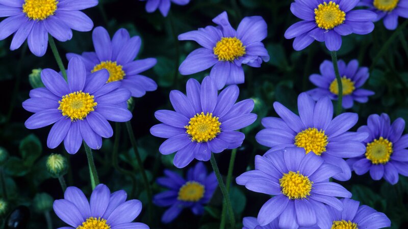 purple daisies with yellow centers