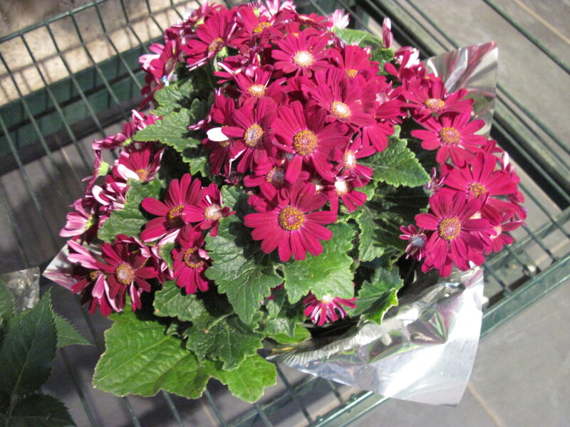 Purple Daisy Bouquet