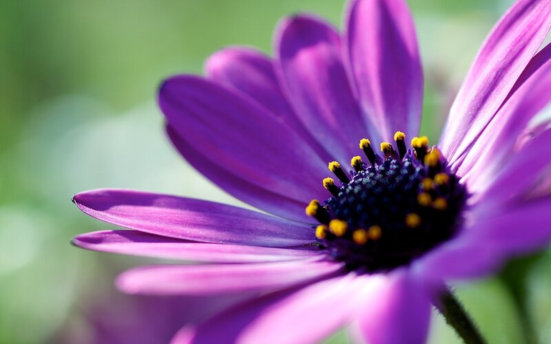 purple daisy close-up