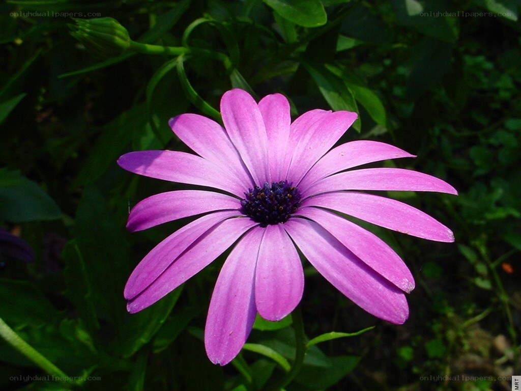 purple daisy flower