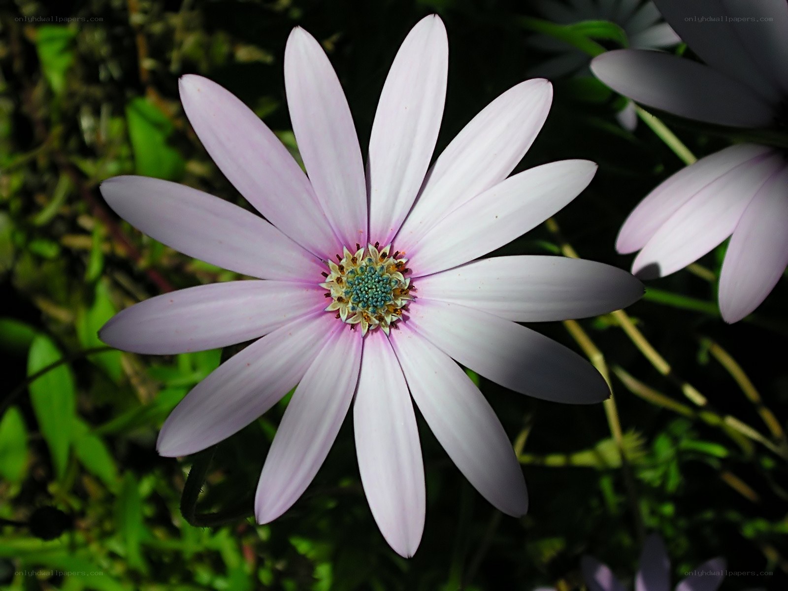 purple daisy flower