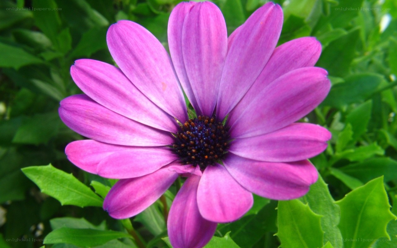 purple daisy flower