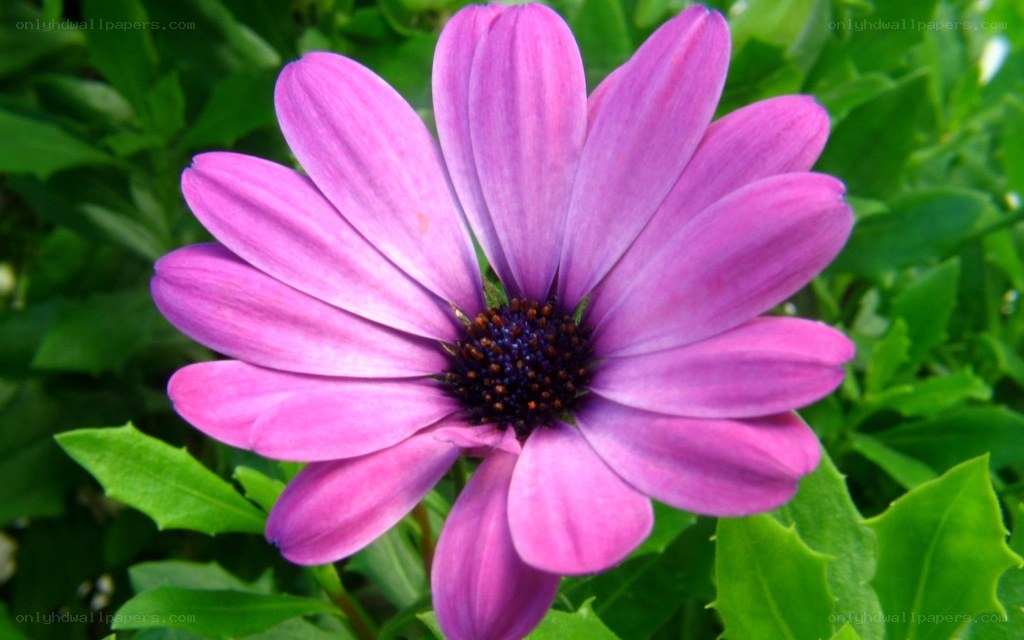 purple daisy flower