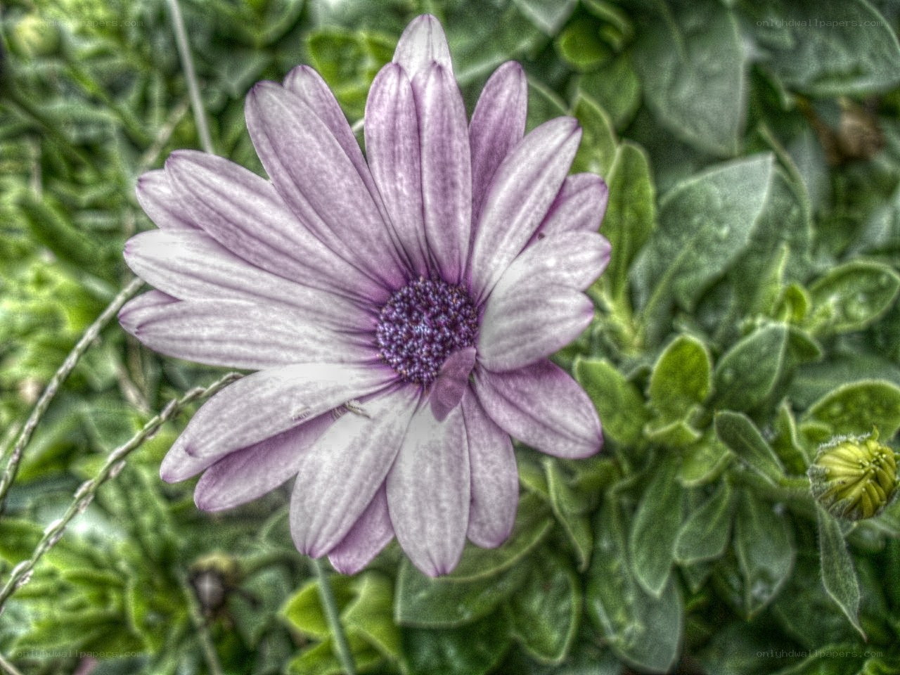 purple daisy flower