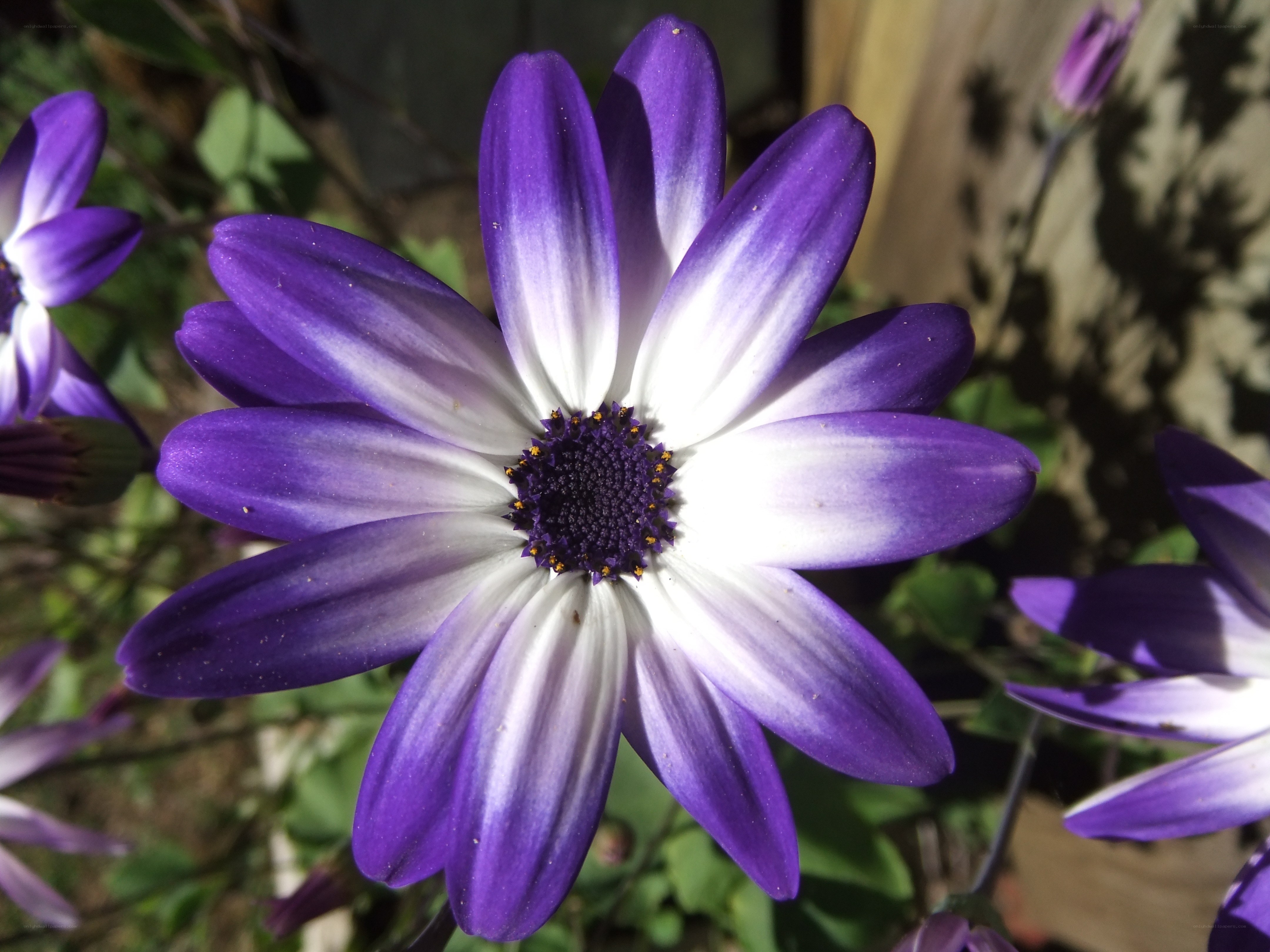 purple daisy flower