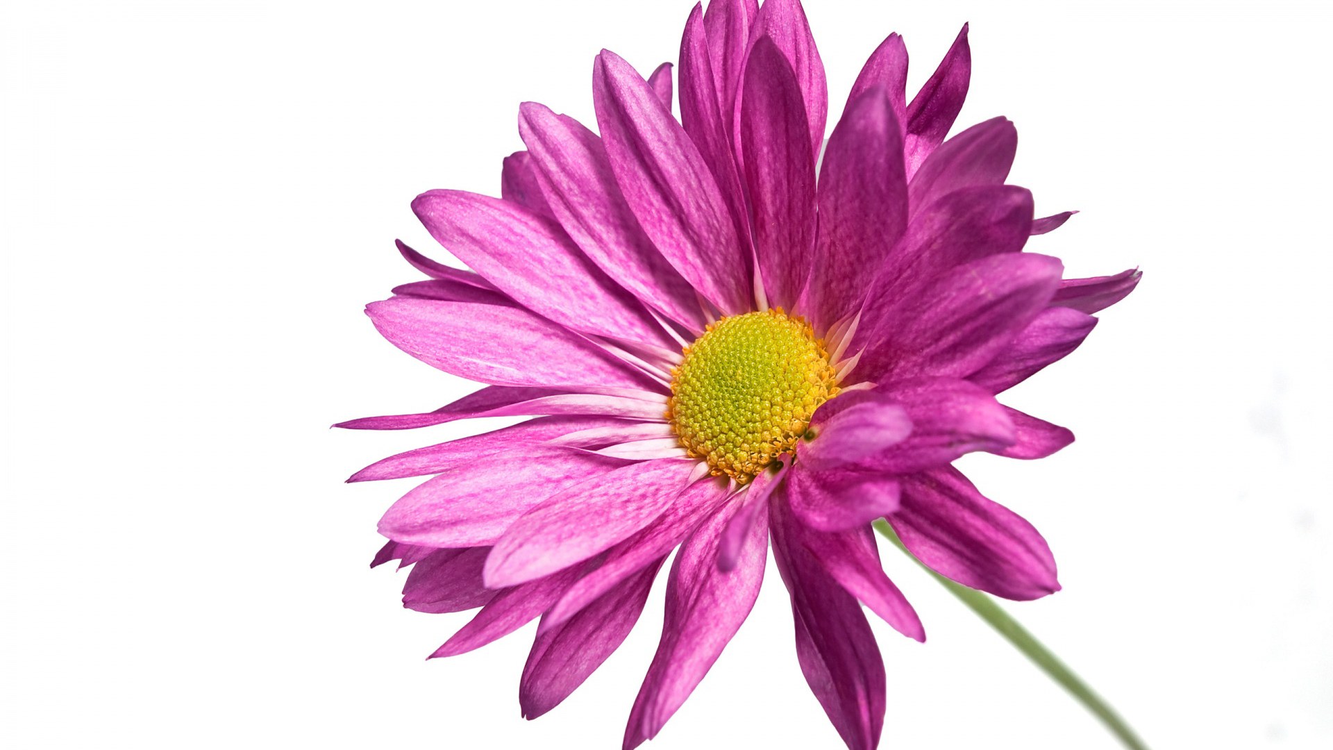 purple daisy flower