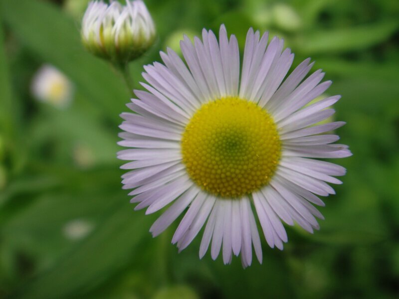 purple daisy flower