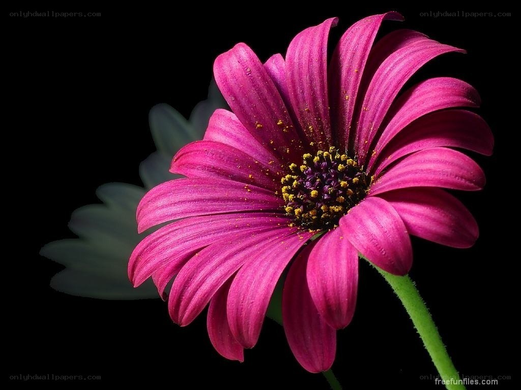 purple daisy flower