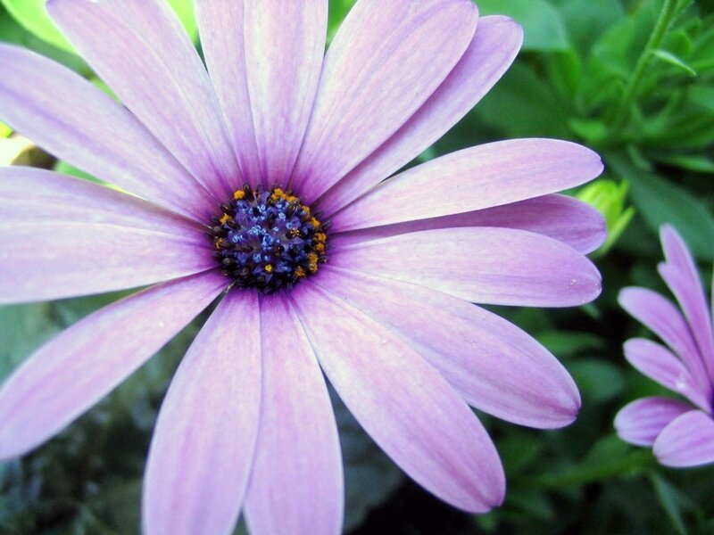 Purple Daisy Flower — Afternoon, Photograph