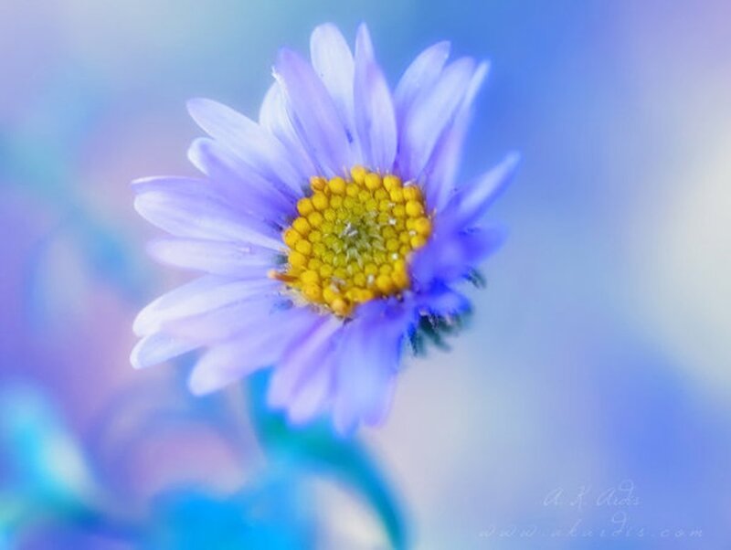 Purple Daisy Flower — Blue