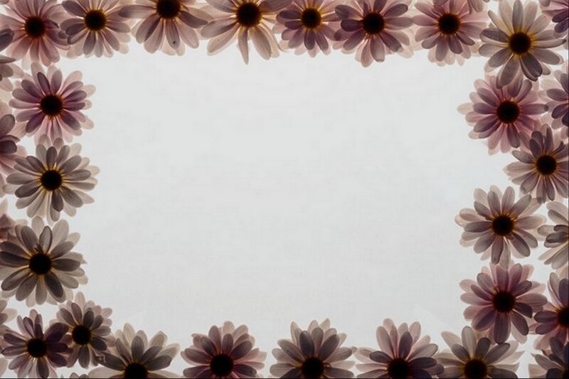 purple daisy flower border