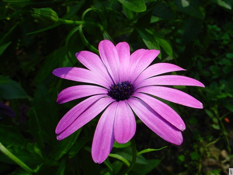 Purple Daisy Flower — Calm, Afternoon, Photograph, Green Leaves, Flower Center, Green
