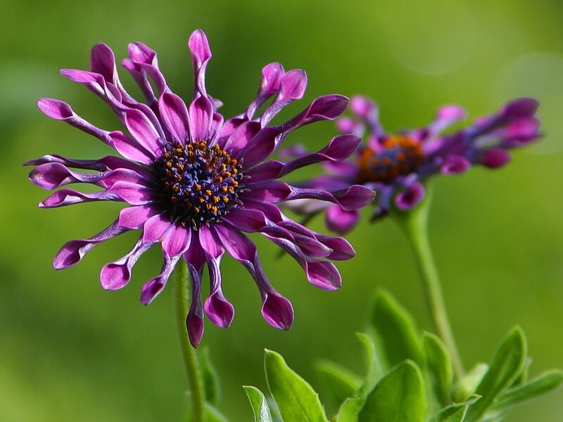 Purple Daisy Flower — Calm, Afternoon, Photograph, Stem