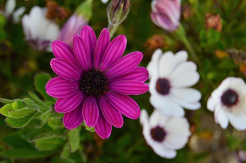 Purple Daisy Flower — Calm, Afternoon, Photograph, White Flowers