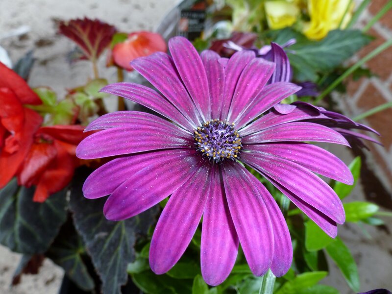 Purple Daisy Flower — Calm, Afternoon