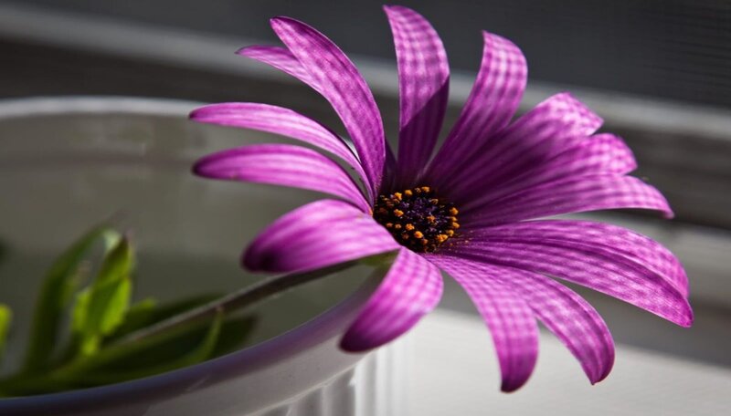 Purple Daisy Flower — Calm, Morning