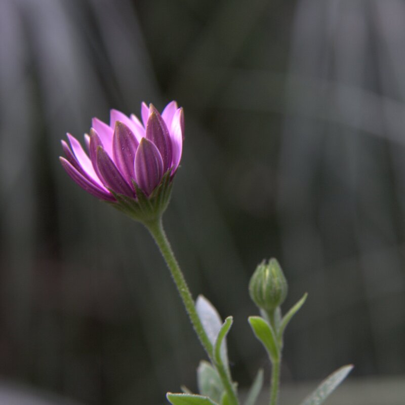Purple Daisy Flower — Calm, Photograph, Bud, Stem
