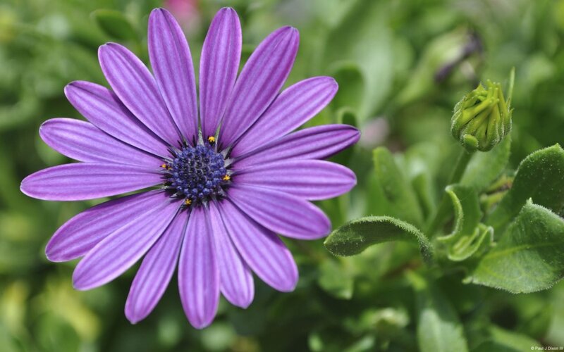 Purple Daisy Flower — Calm, Photograph, Bud