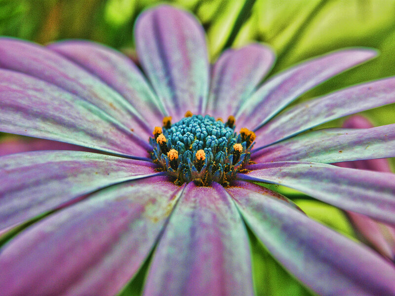 Purple Daisy Flower — Calm, Photograph, Center