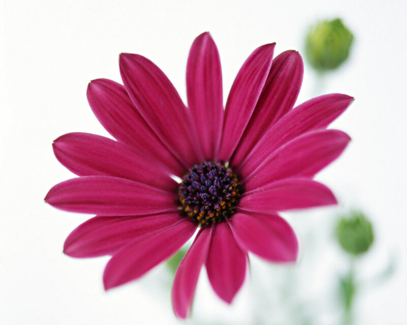 Purple Daisy Flower — Calm, Photograph, Green Bud
