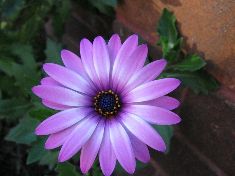 Purple Daisy Flower — Calm, Photograph, Green Leaves, Brick Wall