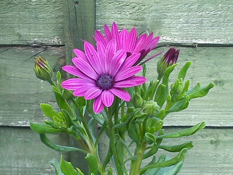 Purple Daisy Flower — Calm, Photograph, Green Leaves, Buds