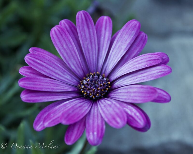 Purple Daisy Flower — Calm, Photograph, Green Leaves, Stone