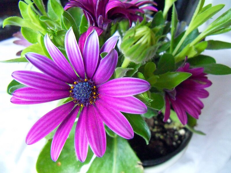 Purple Daisy Flower — Calm, Photograph, Green Leaves