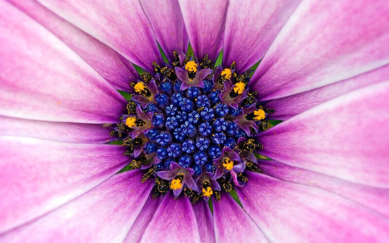 Purple Daisy Flower — Calm, Photograph, Petals, Center, Pollen