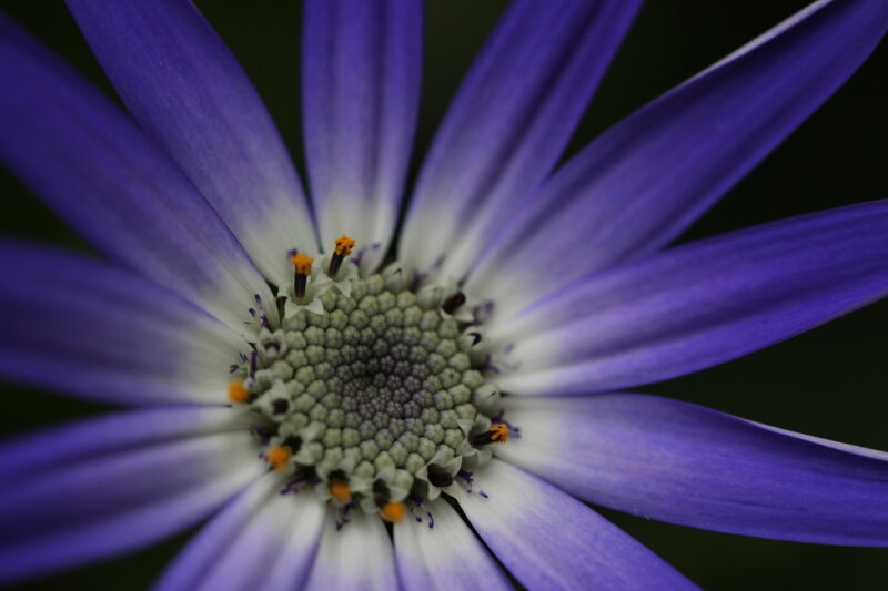 Purple Daisy Flower — Calm, Photograph, Petals, Center, Stamen