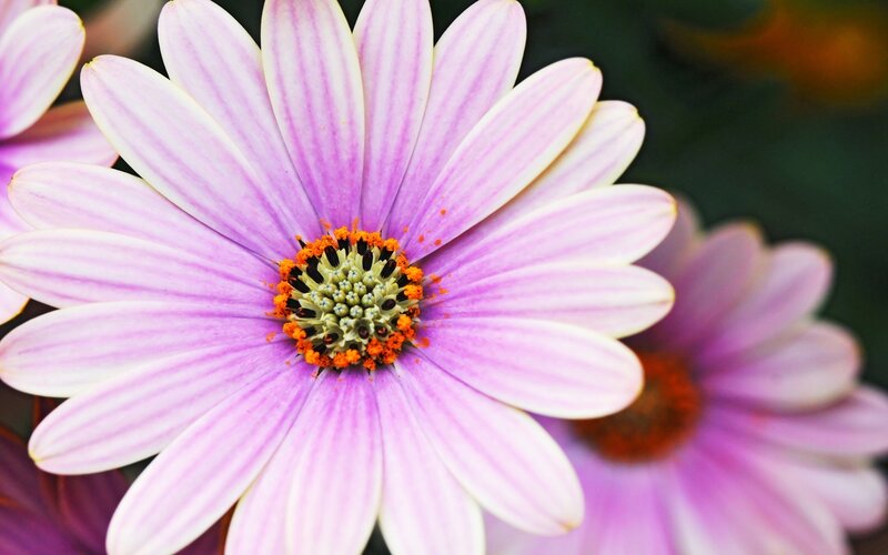 Purple Daisy Flower — Calm, Photograph, Petals, Center