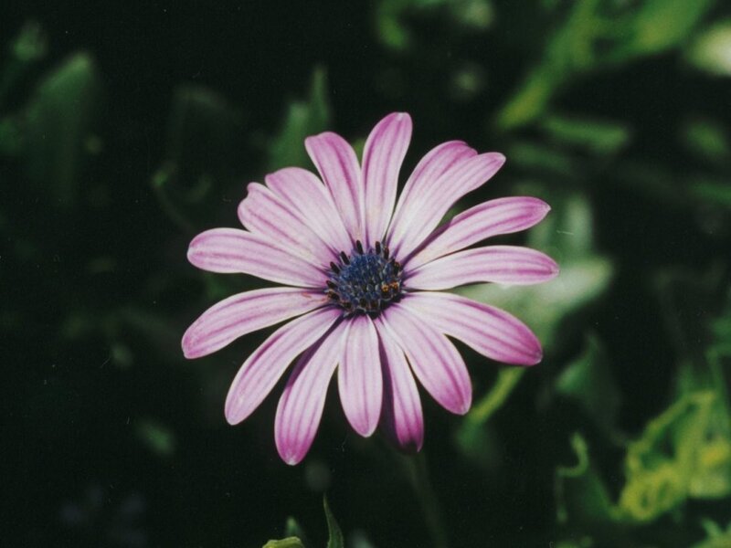 Purple Daisy Flower — Calm, Photograph, Petals, Leaves