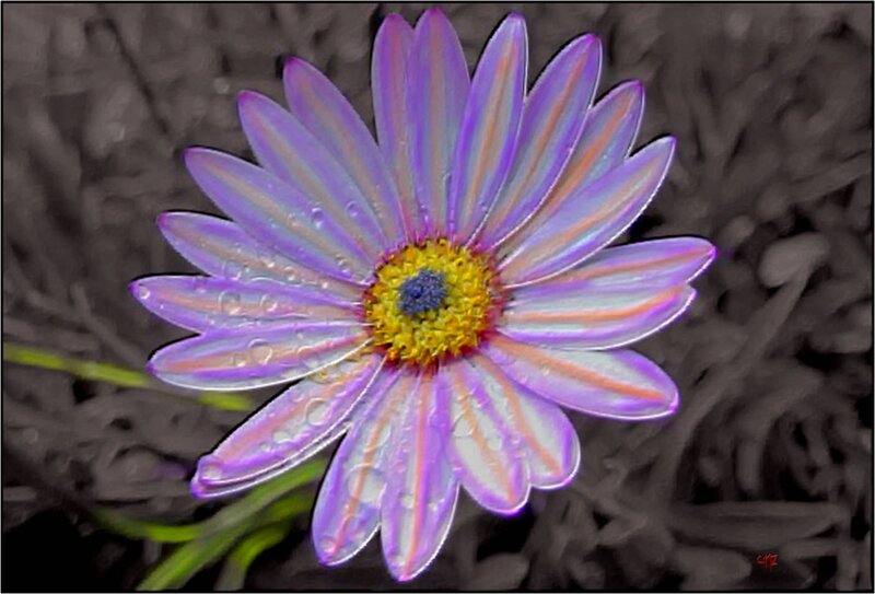 Purple Daisy Flower — Calm, Photograph, Petals, Raindrops