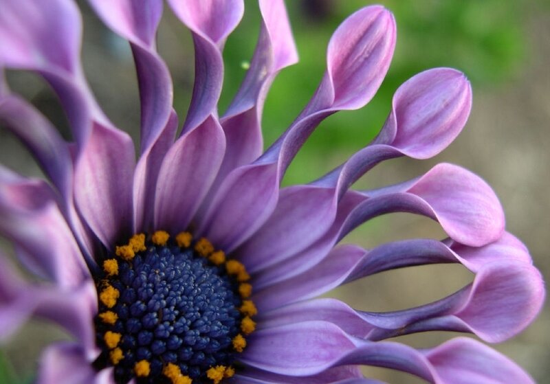Purple Daisy Flower — Calm, Photograph, Petals