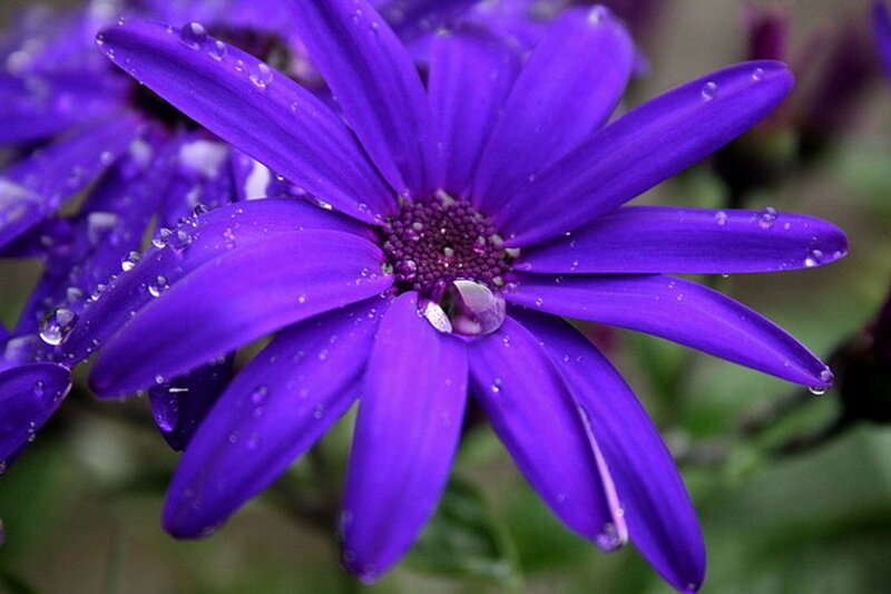 Purple Daisy Flower — Calm, Photograph, Raindrops