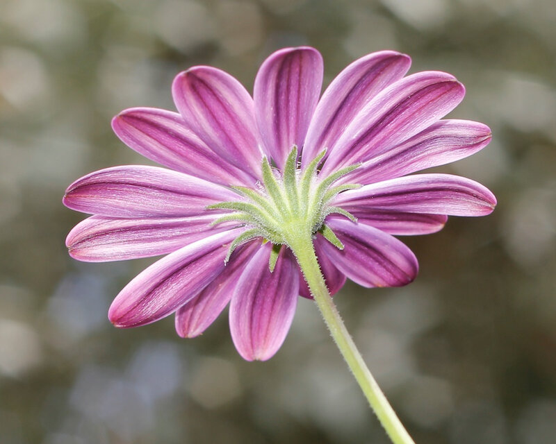 Purple Daisy Flower — Calm, Photograph, Stem, Petals