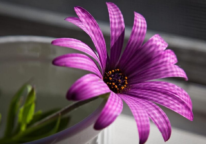 Purple Daisy Flower — Calm, Photograph, Stem, Pot