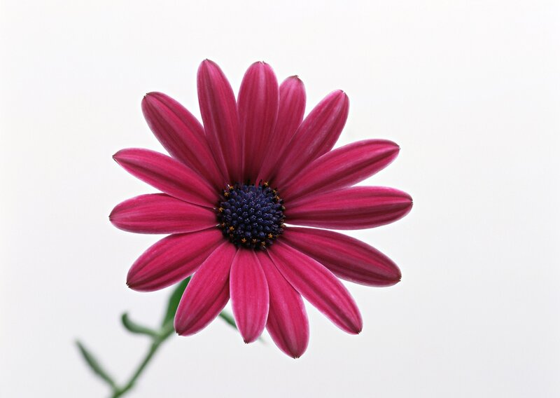 Purple Daisy Flower — Calm, Photograph, Stem, White