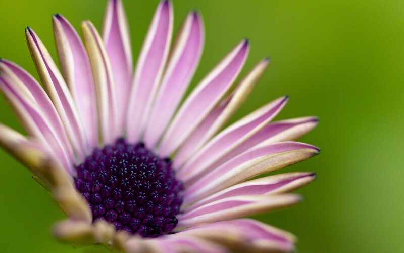 Purple Daisy Flower — Calm, Photograph